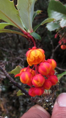 Berberis goudotii