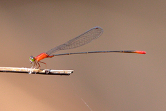 Teinobasis rufithorax
