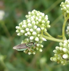 Hedriodiscus pulcher
