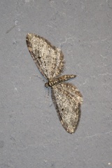 Eupithecia olivacea