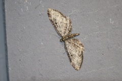 Eupithecia olivacea