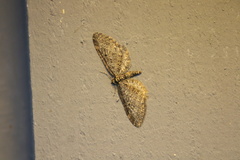 Eupithecia olivacea