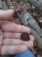 Anguispira strongylodes