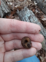 Anguispira strongylodes