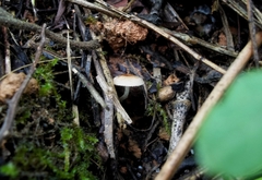 Fungi