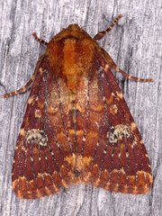 Sideridis congermana