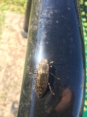 Texania campestris