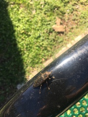 Texania campestris