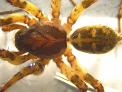 Notocosa bellicosa