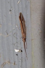 Psychoglypha bella