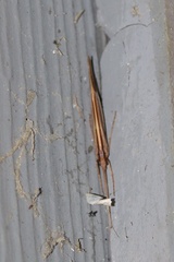 Psychoglypha bella