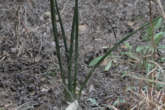 Hesperaloe parviflora