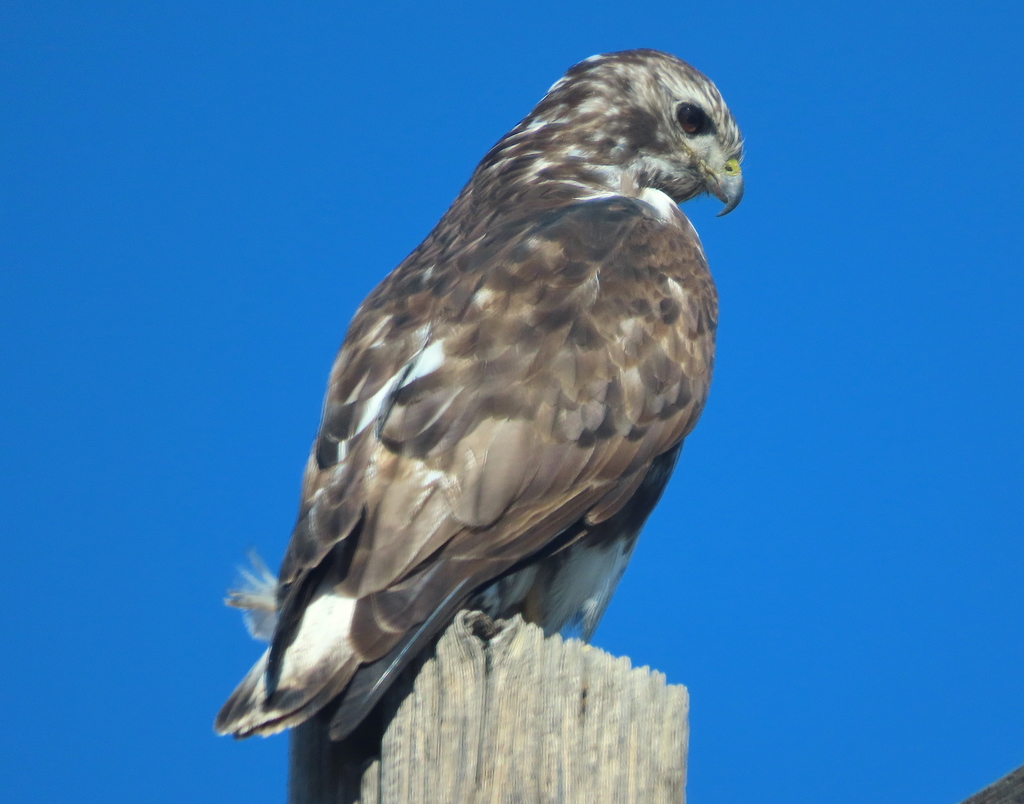 Harlan's Hawk (McNary Natl. Wildlife Refuge, WA - BIRDS) · iNaturalist