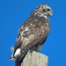 Harlan's Hawk - Photo (c) Hannah Floyd, some rights reserved (CC BY-NC), uploaded by Hannah Floyd