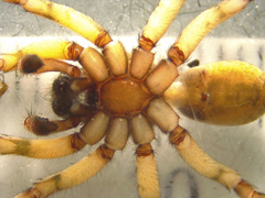 Notocosa bellicosa