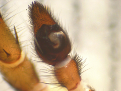Notocosa bellicosa
