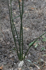 Hesperaloe parviflora