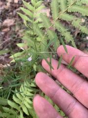 Vicia tetrasperma