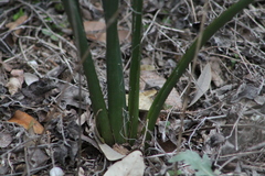 Hesperaloe parviflora