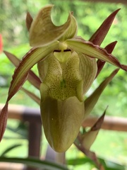 Phragmipedium