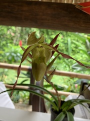 Phragmipedium