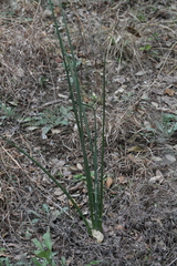 Hesperaloe parviflora