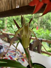 Phragmipedium