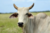 Cattle and Bison - Photo (c) CIAT, some rights reserved (CC BY-SA)