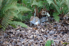 Sciurus carolinensis