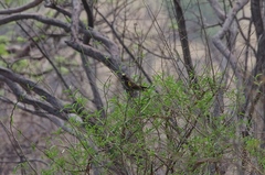 Poicephalus meyeri