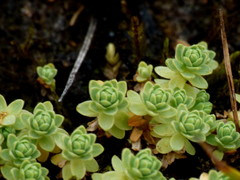 Kelleria paludosa