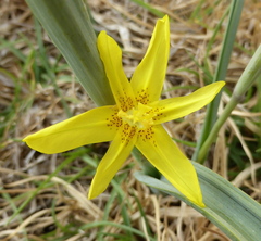 Moraea pallida