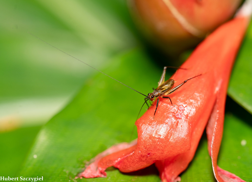 Nanixipha nahoa