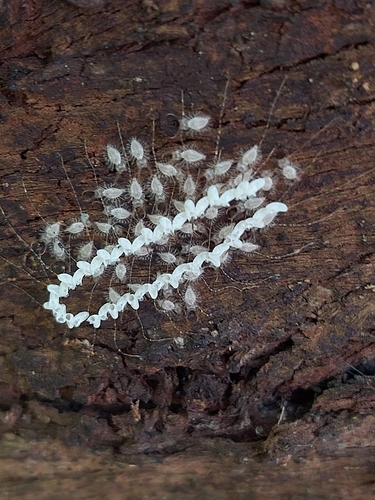 Blue Eyes Lacewing photo 3