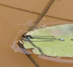 Pseudagrion hamoni
