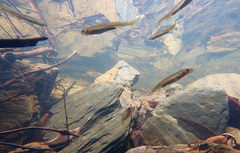 Tapered Galaxias photo 2