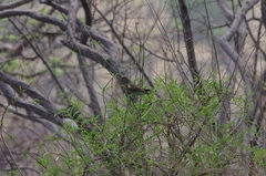 Poicephalus meyeri