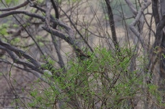 Poicephalus meyeri