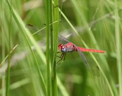 Crocothemis divisa