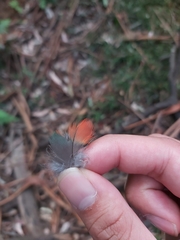 Psittaculidae