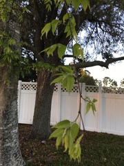 Celtis laevigata image