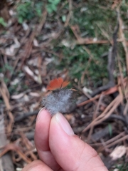 Psittaculidae