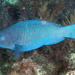 Blue Parrotfish - Photo (c) Kevin Bryant, some rights reserved (CC BY-NC-SA)