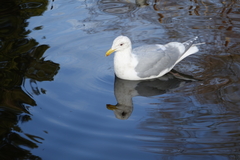Larus glaucescens