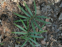 Zamia loddigesii