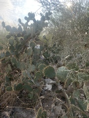 Opuntia alta