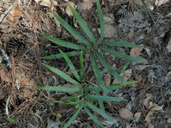 Zamia loddigesii