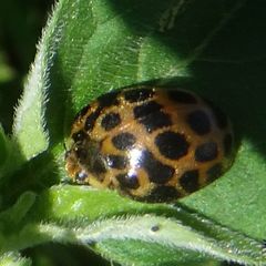 Henosepilachna vigintisexpunctata