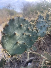 Opuntia alta