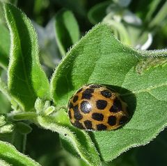 Henosepilachna vigintisexpunctata